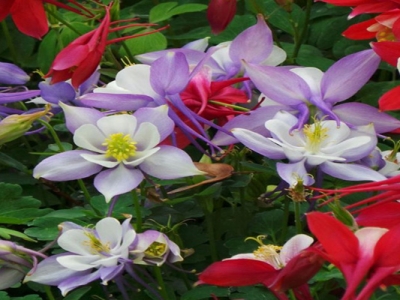 耬斗菜種子幾天后發(fā)芽？