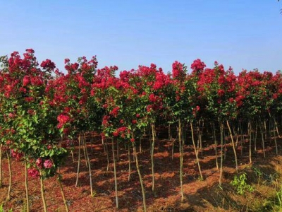 紫薇種子幾天發(fā)芽？