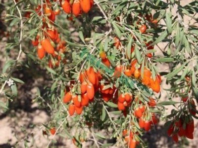 枸杞種子什么時(shí)候種