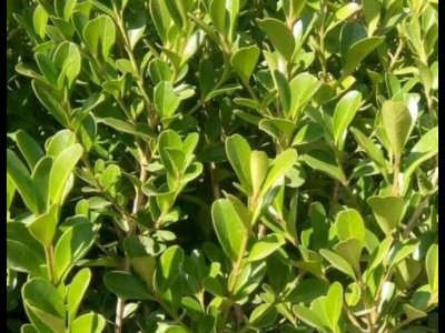 小葉黃楊種子什么時候成熟