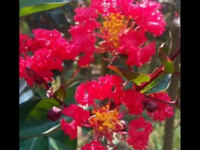 紫薇種子怎么樣催芽?