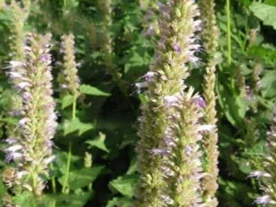 藿香種子什么時(shí)候成熟