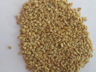 枸杞種子什么時(shí)候播種