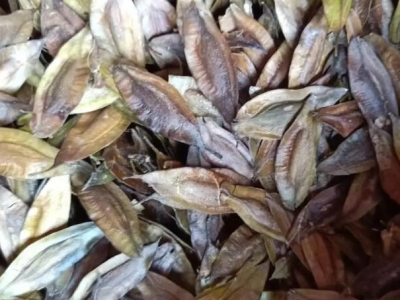 杜仲種子什么時(shí)候播種