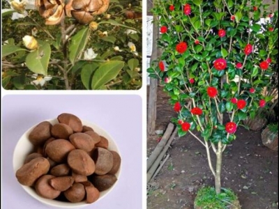 山茶花種子什么時(shí)候播種