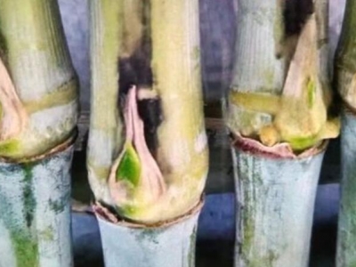 皇竹草種節(jié)種之前要泡水嗎