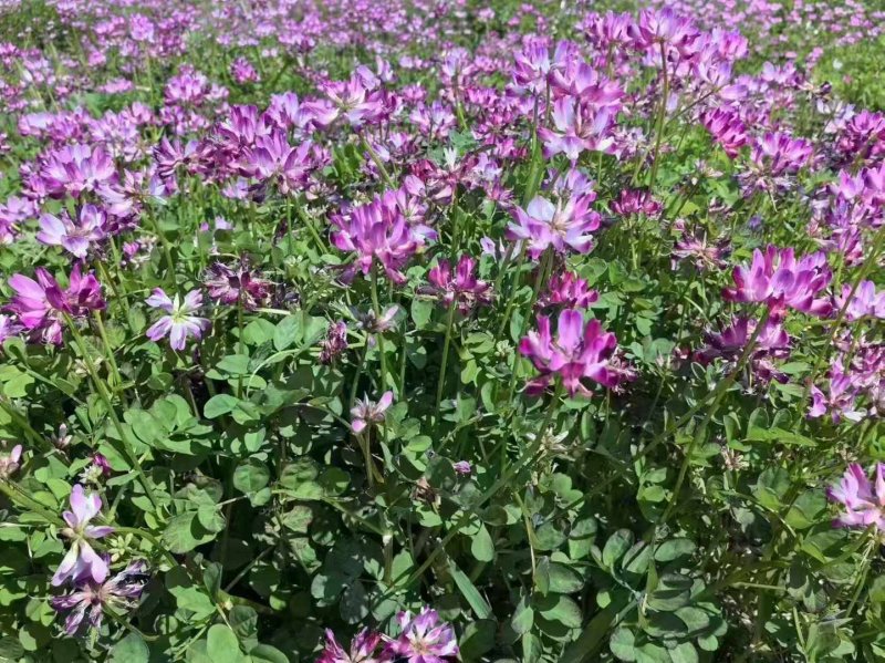 紫云英開花圖片