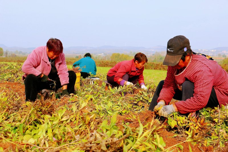 白術(shù)基地采收現(xiàn)場(chǎng)