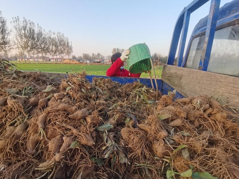 白術(shù)基地采收現(xiàn)場(chǎng)