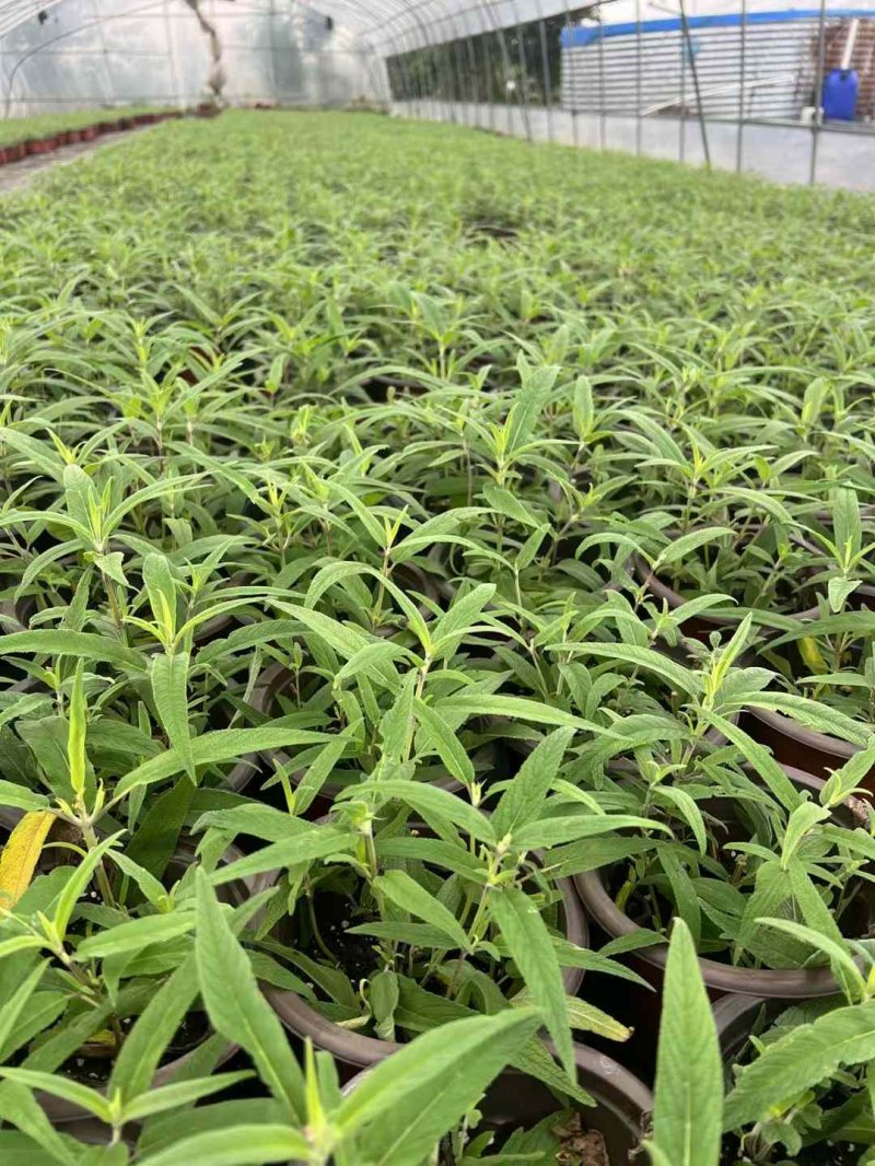 鼠尾草盆栽容器苗