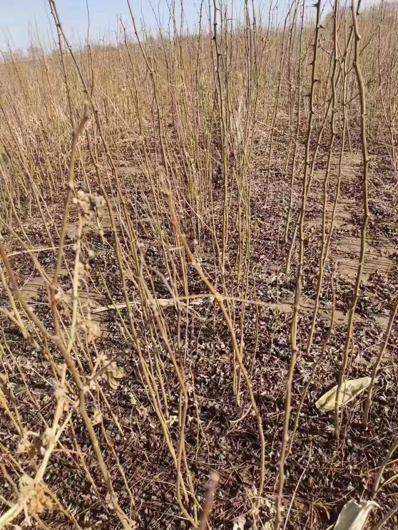 刺槐小苗刺槐苗