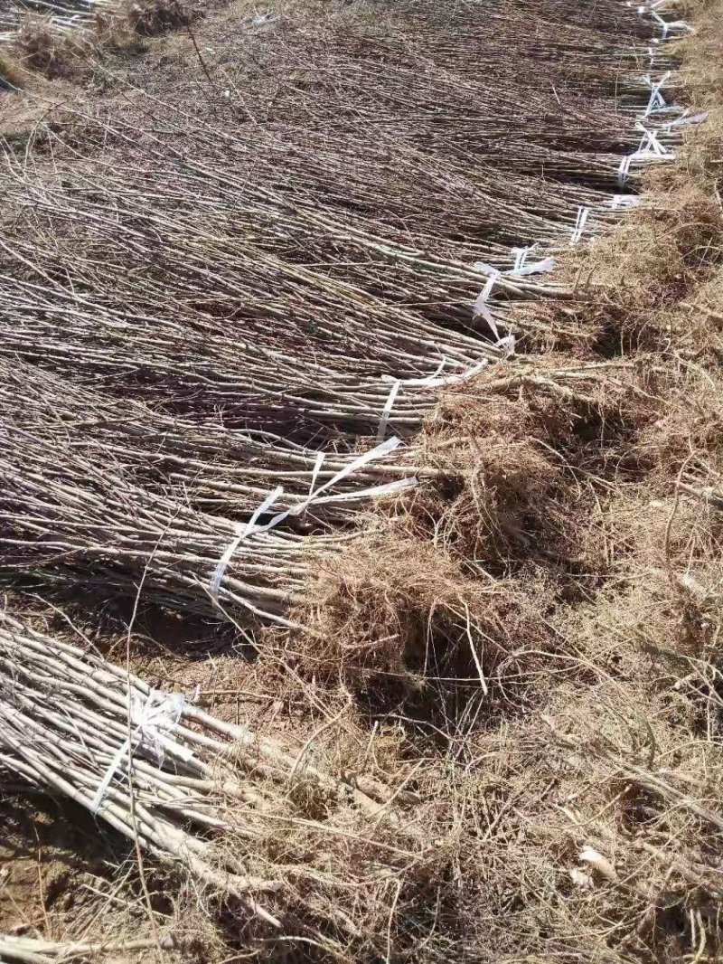 刺槐小苗刺槐苗