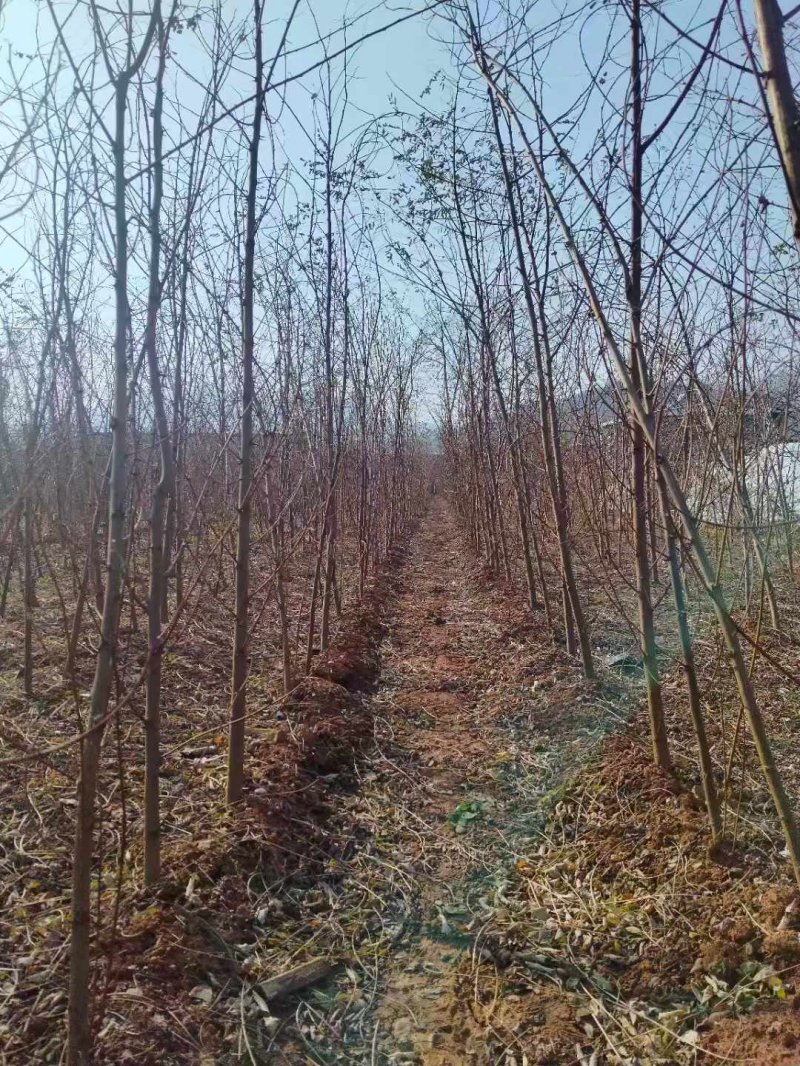 刺槐小苗刺槐苗