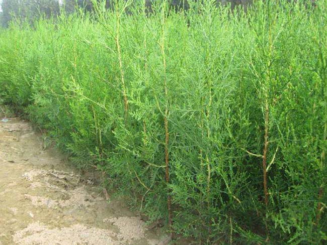 側柏苗小苗樹苗