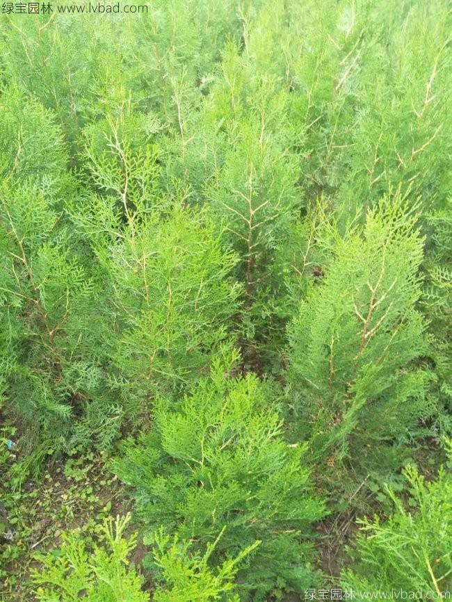 側柏苗小苗樹苗