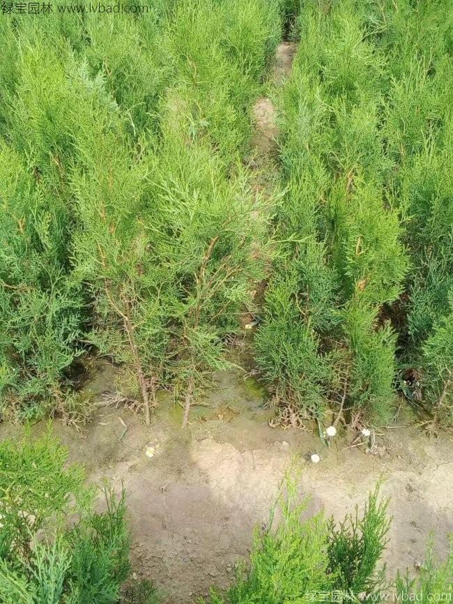 側柏苗小苗樹苗