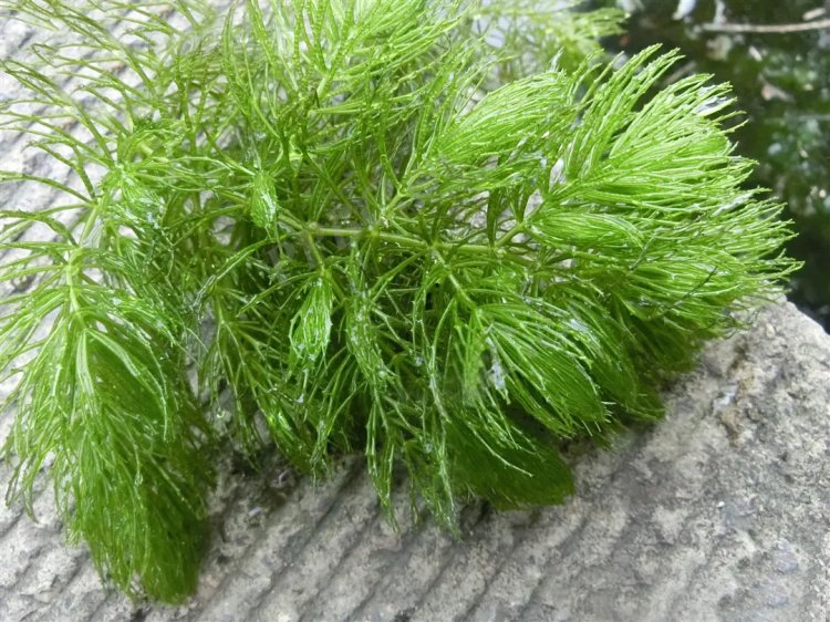 金魚藻水生沉水植物水草lvcaod.com