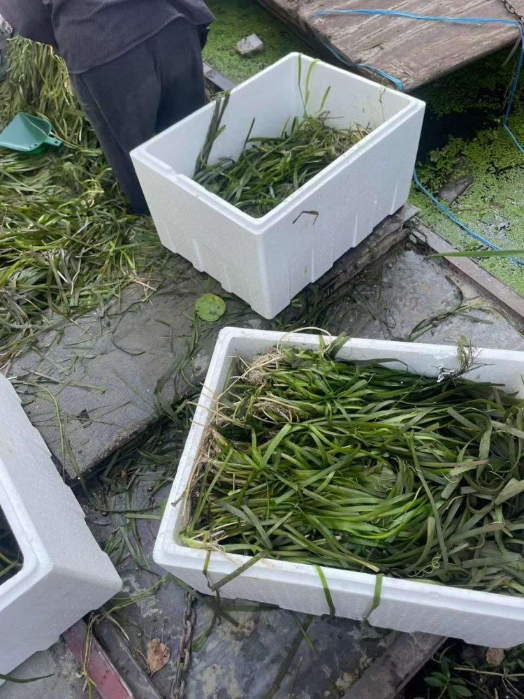 沉水植物苦草常綠水草lvcaod.com