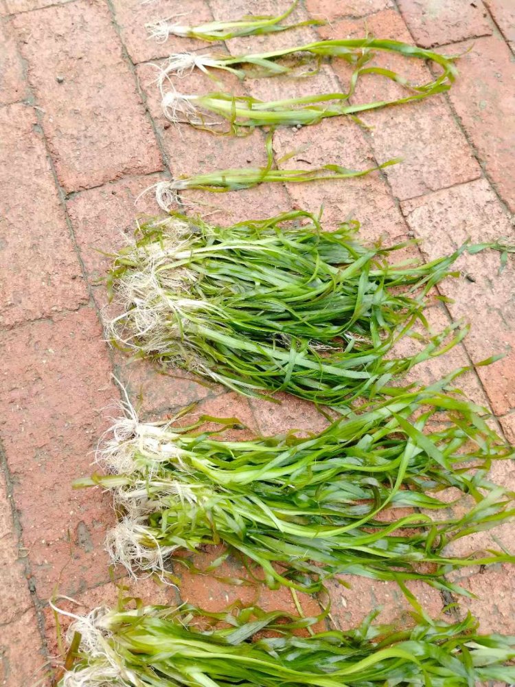 沉水植物苦草常綠水草lvcaod.com