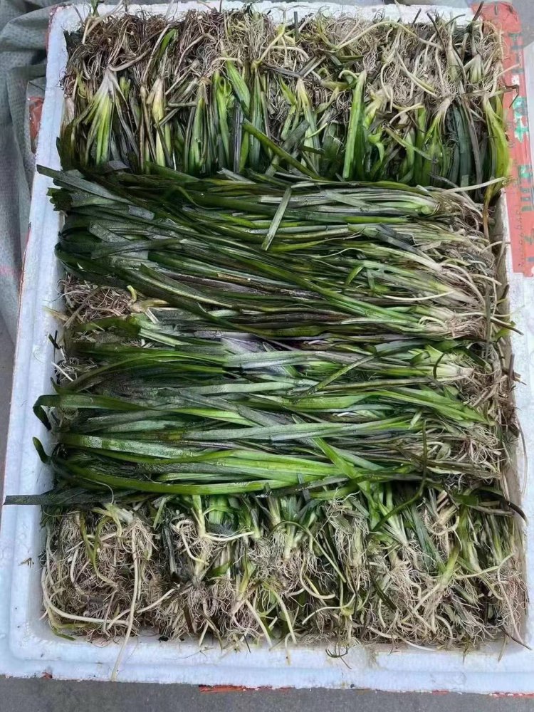 沉水植物苦草常綠水草lvcaod.com