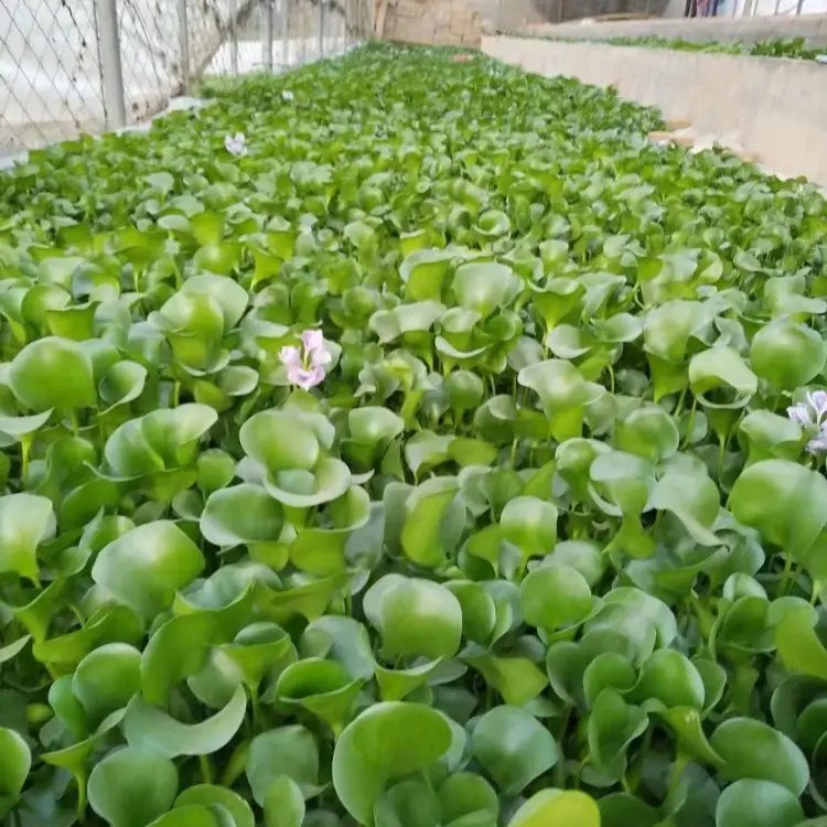 水葫蘆苗