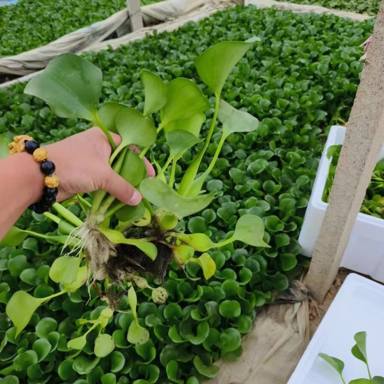 水葫蘆苗
