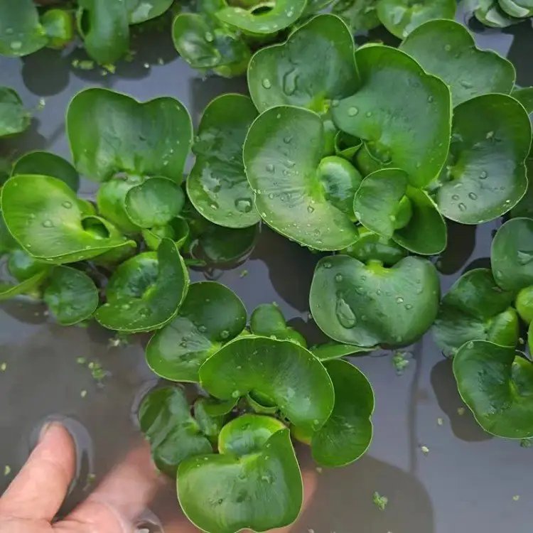 水葫蘆苗