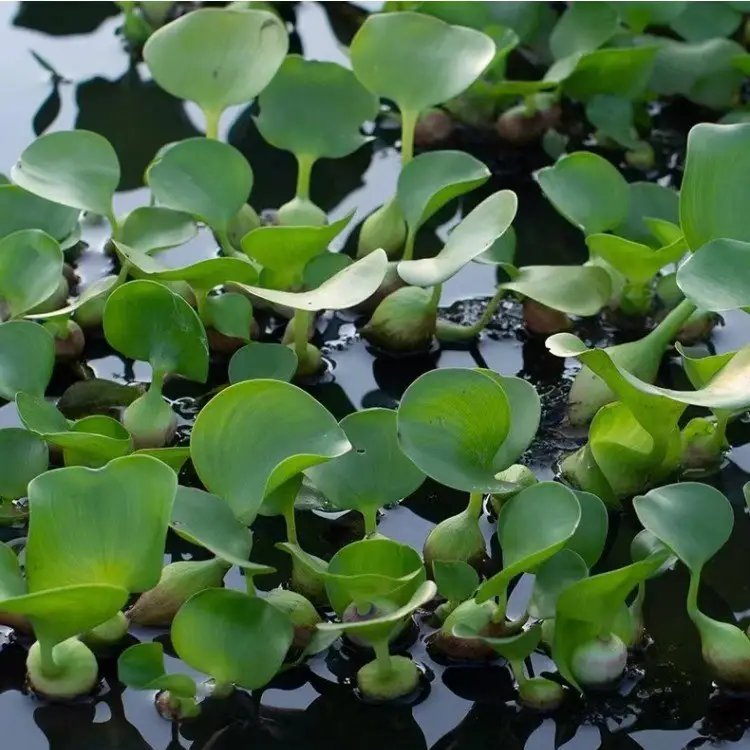 水葫蘆苗