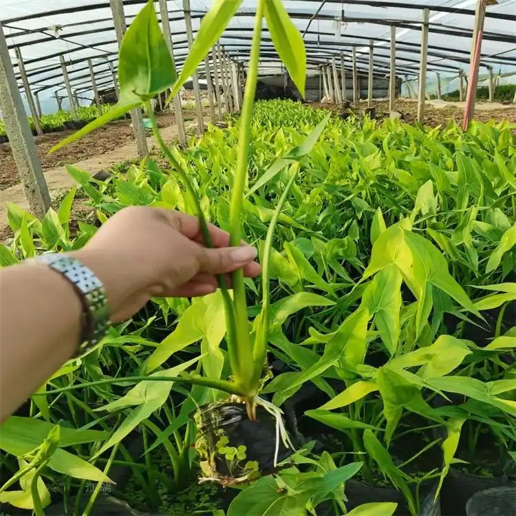 慈菇苗盆栽容器苗杯苗