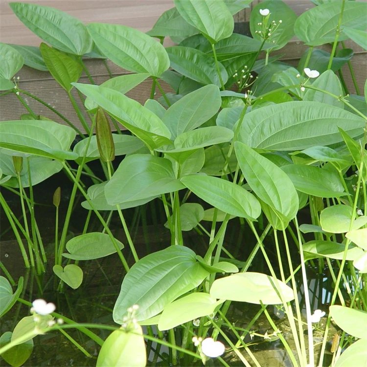 澤瀉苗杯苗容器苗盆苗