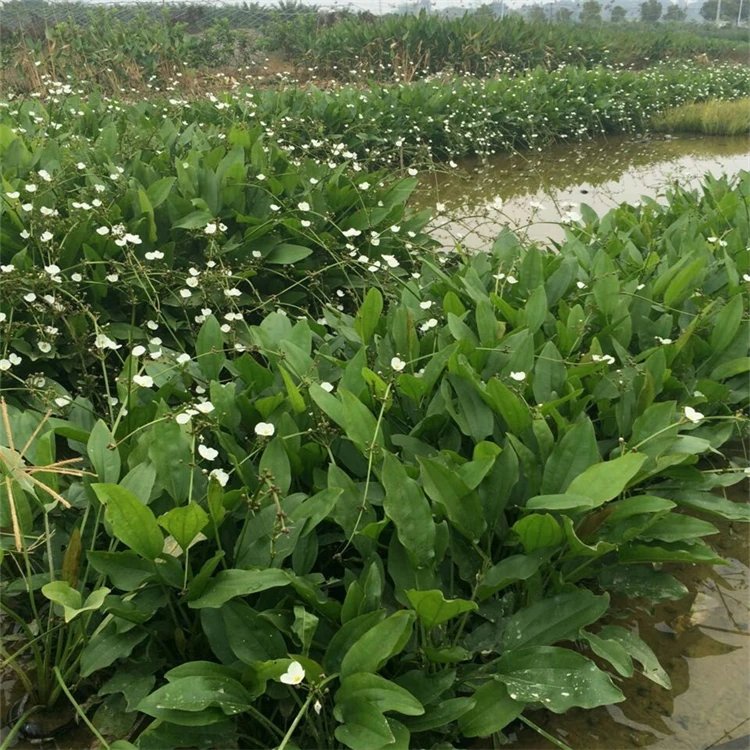 澤瀉苗杯苗容器苗盆苗