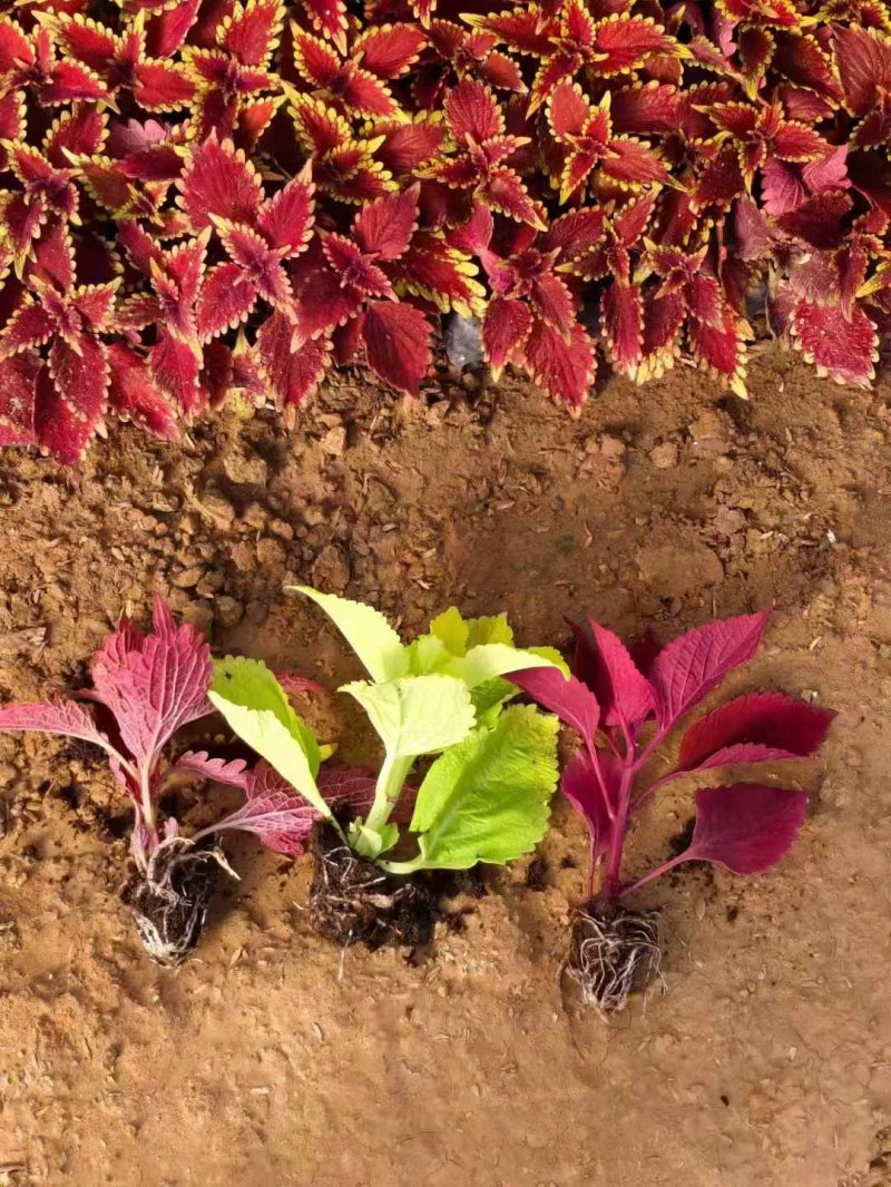 彩葉草盆栽杯苗容器苗