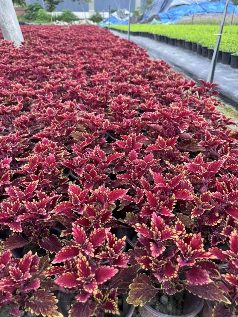 彩葉草盆栽杯苗容器苗