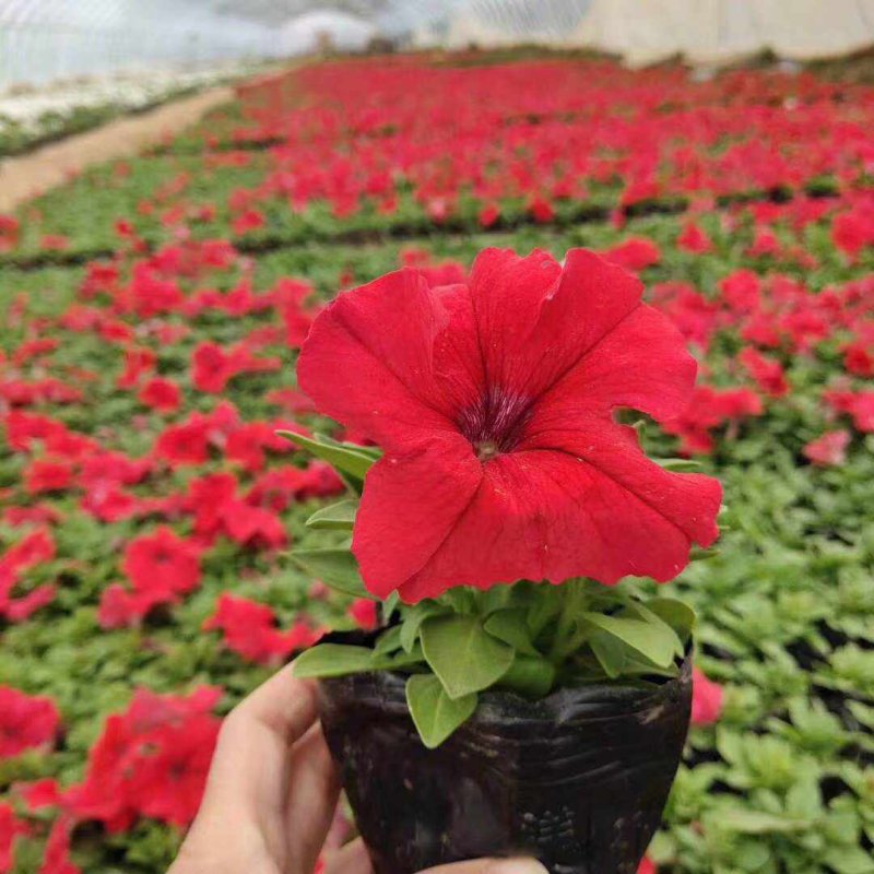 正紅大紅色矮牽牛花朵