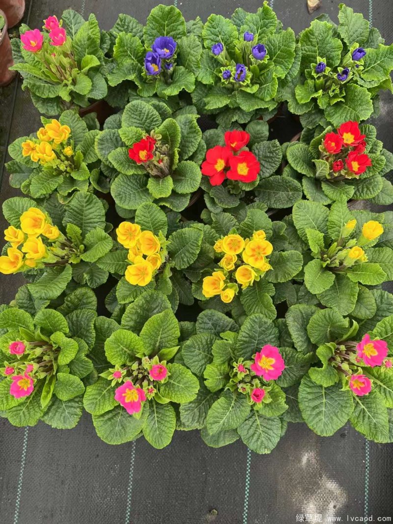 報春花種子種苗