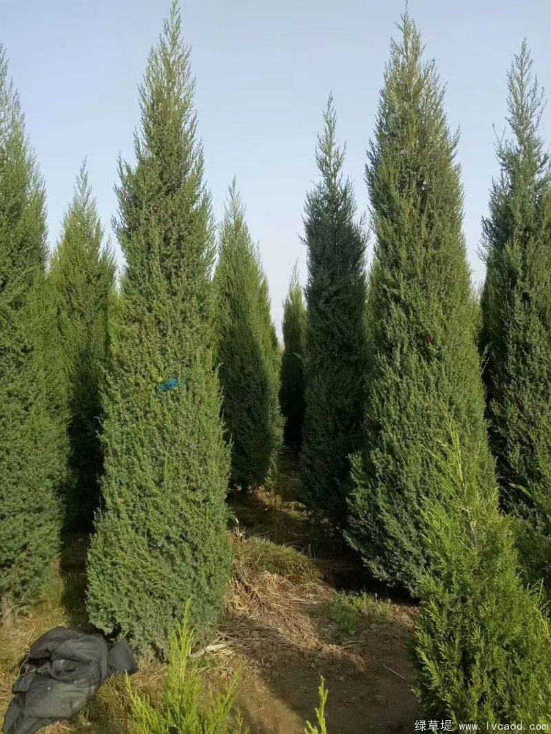 鉛筆柏圖片鉛筆柏基地實(shí)拍