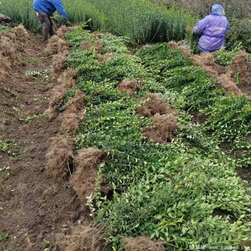 衛(wèi)矛苗裸根地栽苗