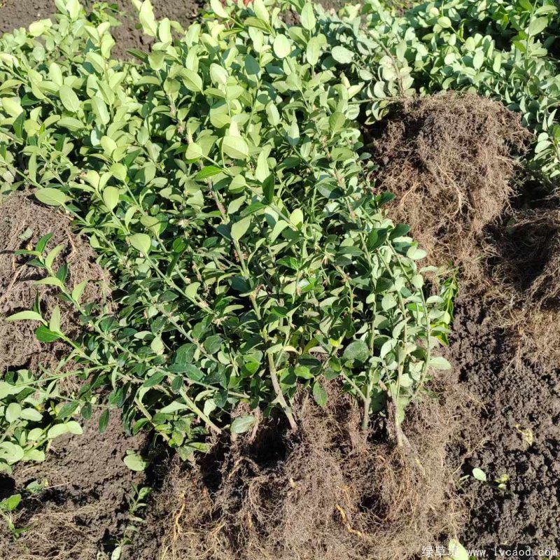 衛(wèi)矛苗裸根地栽苗