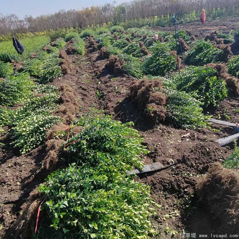 衛(wèi)矛苗裸根地栽苗