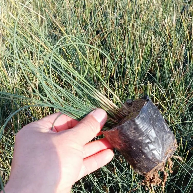 燈心草杯苗容器苗