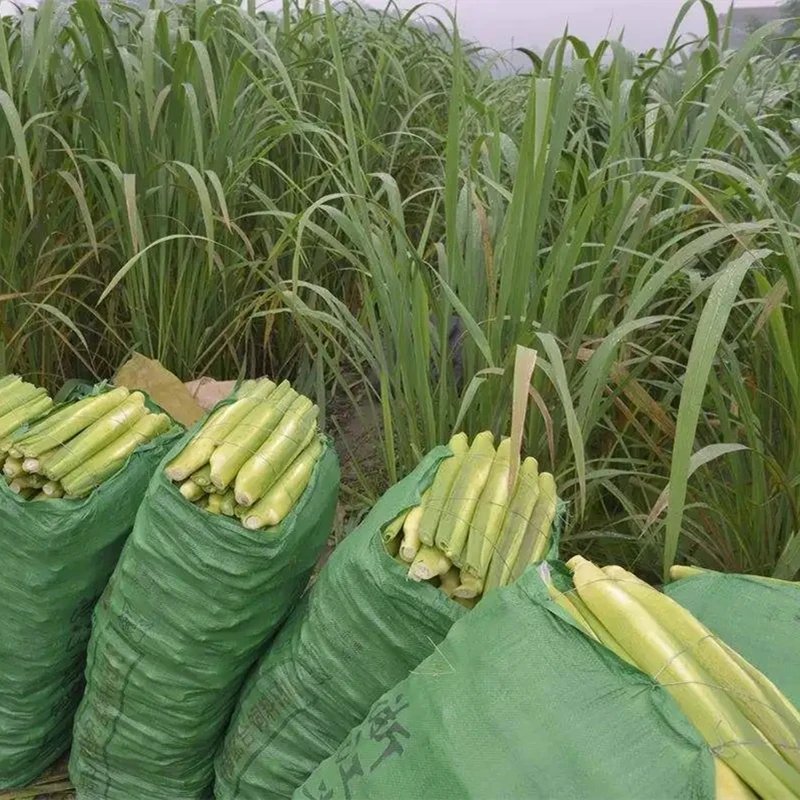 茭白杯苗容器苗