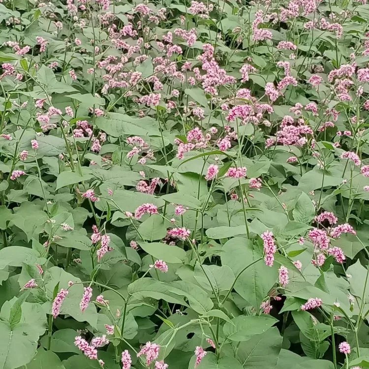 紅蓼苗杯苗容器苗