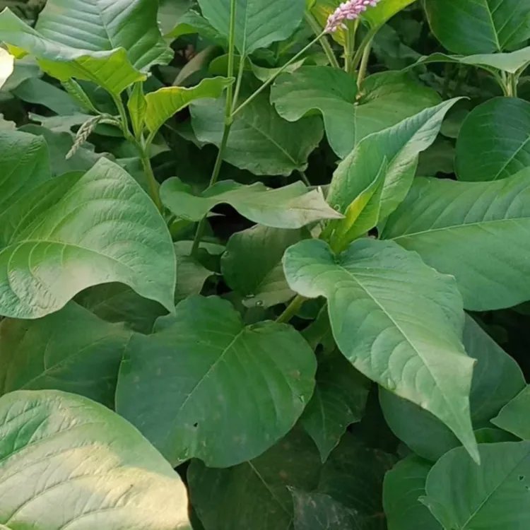 紅蓼苗杯苗容器苗