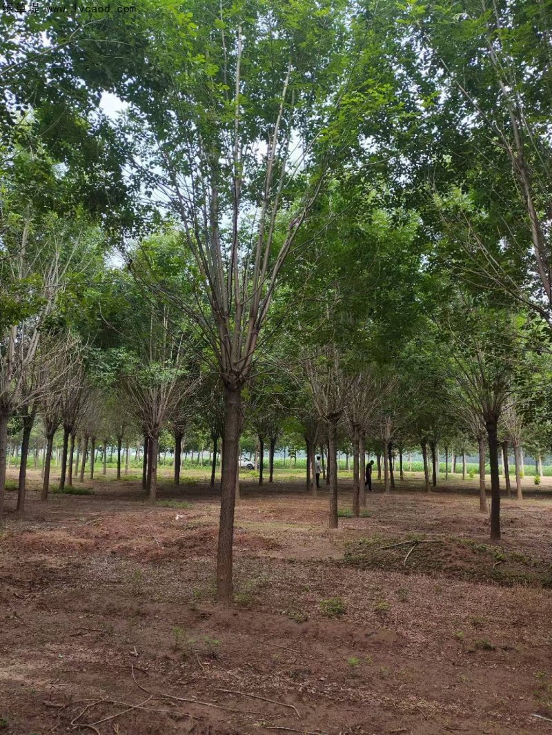 白蠟樹(shù)行道樹(shù)落葉大喬木