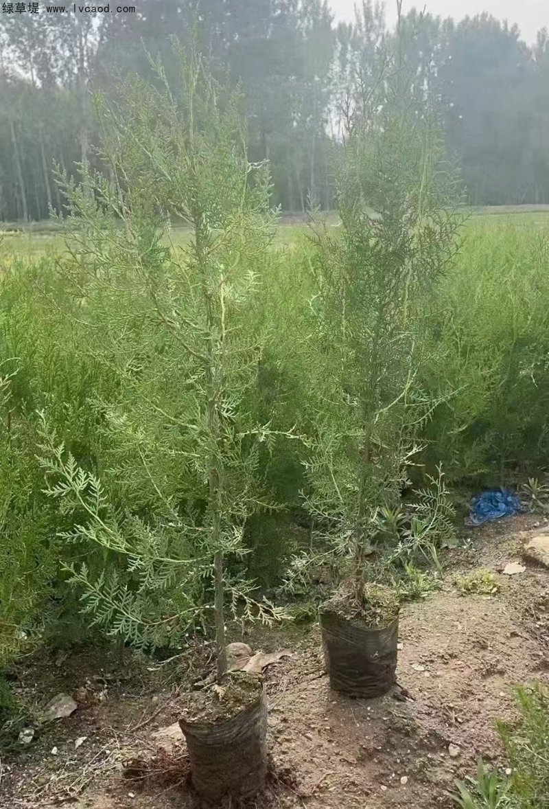 側(cè)柏苗杯苗袋苗容器苗