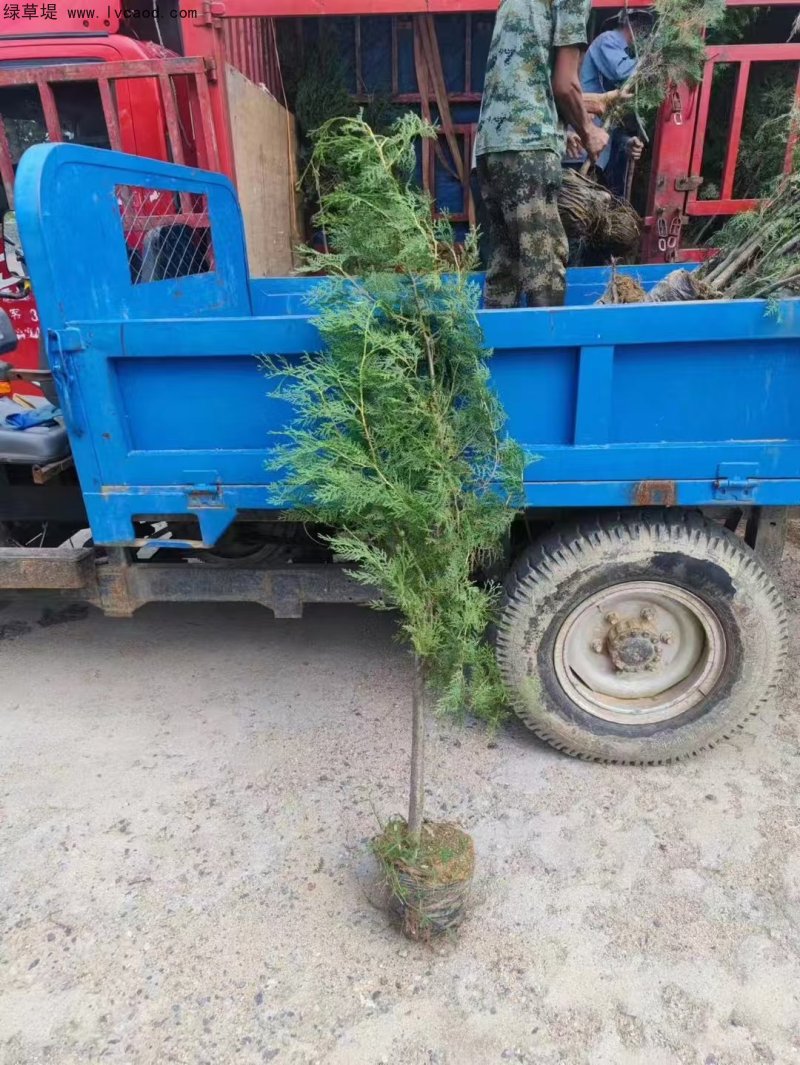 側(cè)柏苗杯苗袋苗容器苗