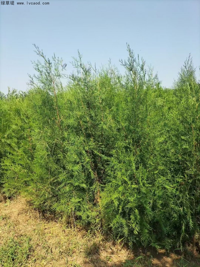 側(cè)柏苗杯苗袋苗容器苗