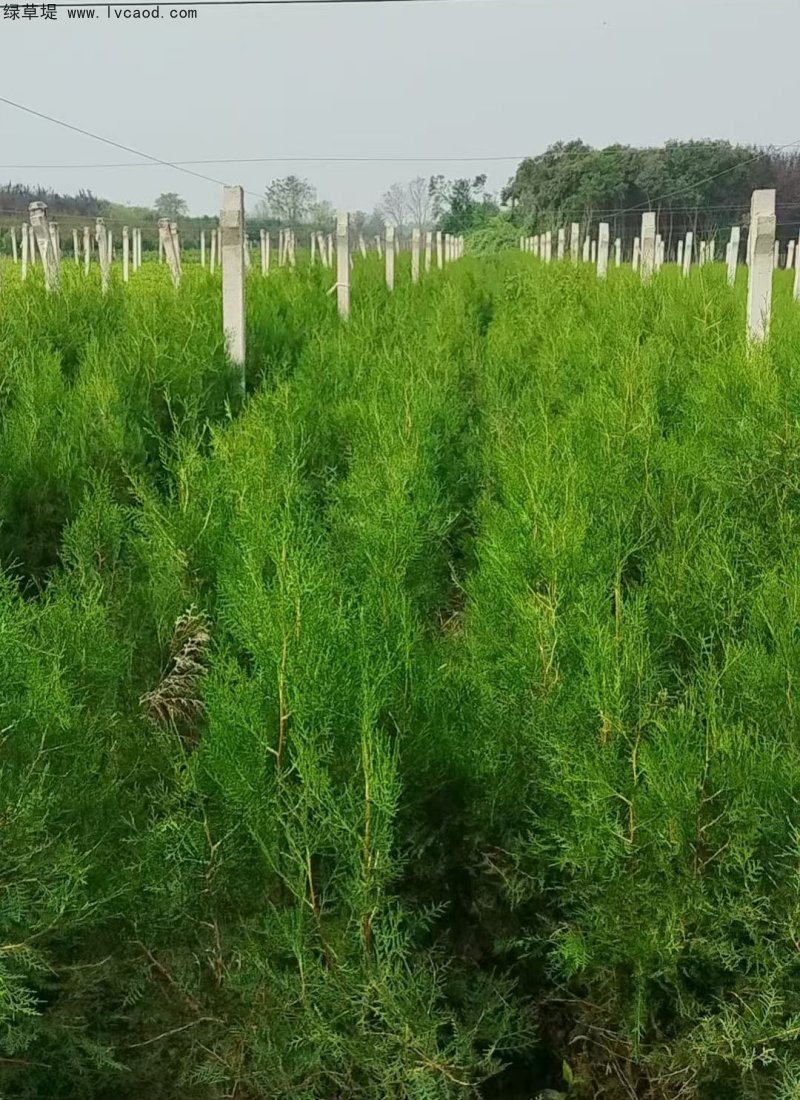 側(cè)柏苗杯苗袋苗容器苗