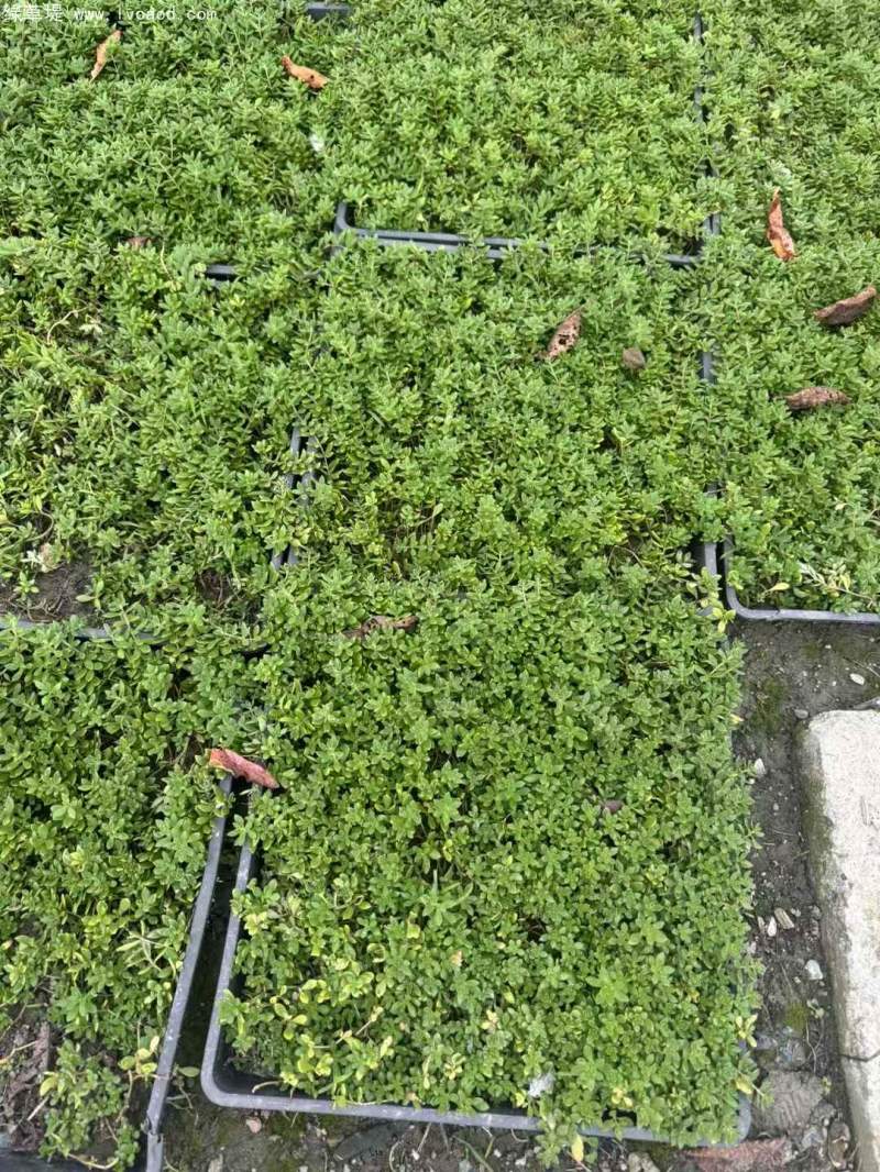 垂盆草方盤托盤苗