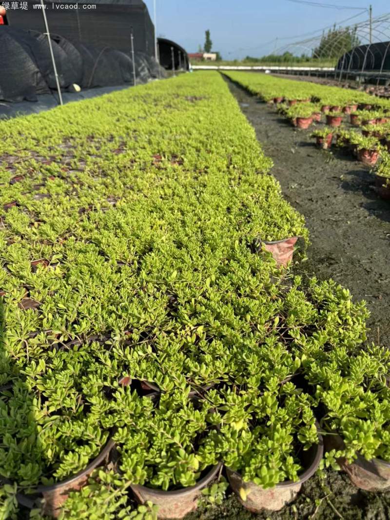 垂盆草盆栽杯苗容器苗